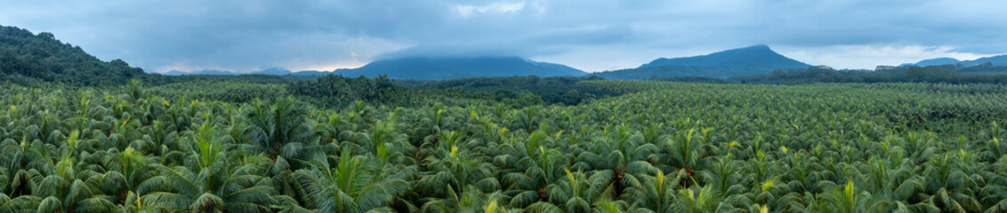 Aerial view of coconut trees field in the sunrise