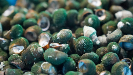 a sea creature named Bomal
