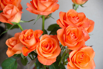 トロピカルアマゾン