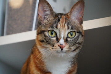 Obraz premium portrait of a cat