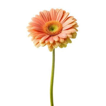 single Gerber flower long stem isolated on white background