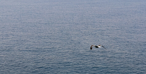 Naklejka premium A seagull flies over the sea
