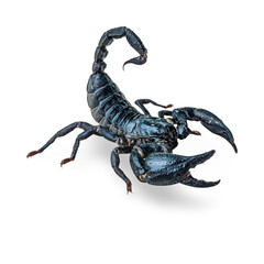 Black Scorpion isolated on transparent Background: A detailed and menacing black scorpion with prominent claws and a segmented tail, isolated on a pure white background. Perfect for sense of danger