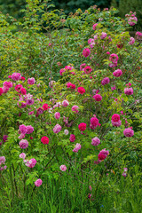 nice roses in the garden