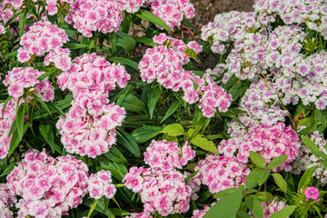 dianthus flowers in the garden