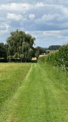 Leben auf dem Land. Eine Weg mit Gras bedeckt entlang einer Wiese und direkt an einem Feld. Am Ende...