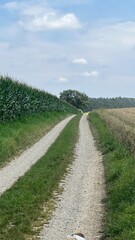 Ein Feldweg an einem Maisfeld in Bayern. Am Ende des Weges befindet sich ein Baum und dahinter ein Wald. Ein idealer Wanderweg.