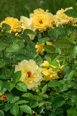 nice roses in the garden