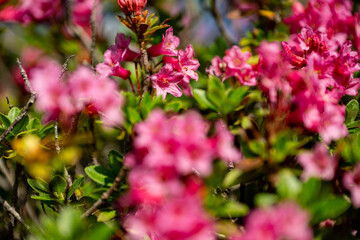 Alpenrosen in den Schweizer Alpen
