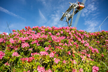Alpenrosen in den Schweizer Alpen