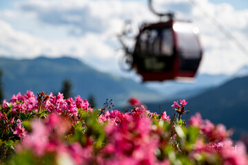 Alpenrosen in den Schweizer Alpen