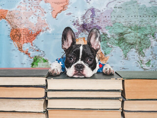 Cute puppy against the background of a geographical map of the world. Close-up, indoors, studio shot. Isolated background. Concept of care, education, obedience training and raising of pets