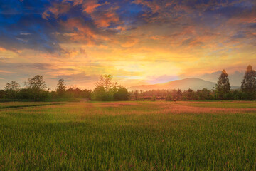 Landscape sky cloud background with  light  sunset  in   fields.