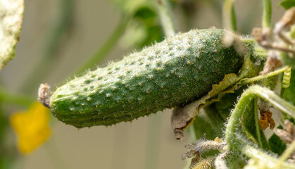 Close-up of a cucumber on a plant