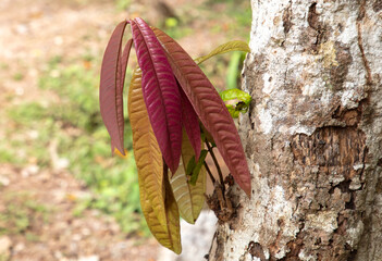 Red leaves grow from the bark of a tree in nature