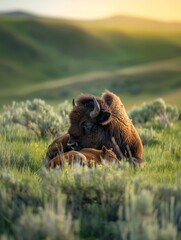 Bison Cow Nurturing Her Calf in a Grassy Meadow