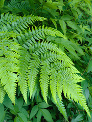 Tropical leaves foliage plant bush floral arrangement nature backdrop