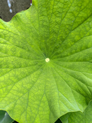 Blooming lotus flower. Beautiful blooming pink lotus flower,Beijing,China