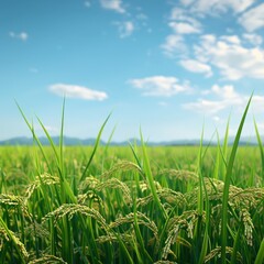 Fototapeta premium A field of rice with a blue sky in the background