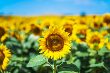 Beautiful sunflower field under blue sky with clouds on a sunny day.