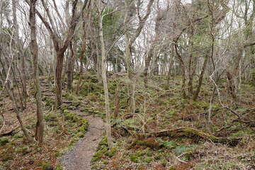 spring pathway through dreary forest
