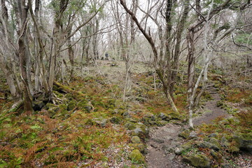 spring pathway through dreary forest