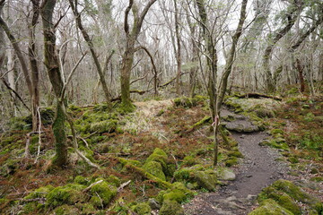 dreary forest with bare trees and pathway