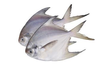 Two raw silver pomfret fish isolated on white background.