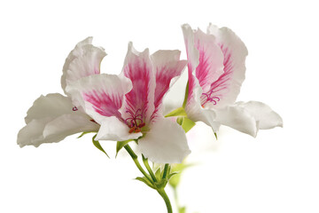 Obraz premium Pelargonium or Pelargonium Grandiflorum flower on a light background