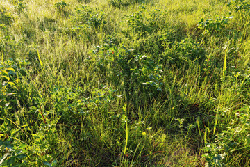 Lush green grass background with morning sunlight