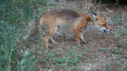 Fox 16