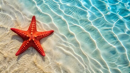 starfish lying on  shore