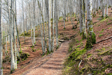 Circular route of the Irabia reservoir in the Irati forest. Navarra, Spain.