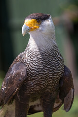 A close up half length portrait of a crested caracara, Caracara plancus, which is also known as the Mexican eagle. This is a profile portrait and the blurry background has room for copy text