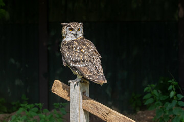 A portrait of an eagle owl. It is perched on a wooden fence post against a dar background. There is space for text around the bird