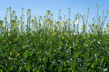 Obraz premium Single branch of blooming rapeseed, blooming canola, yellow flowers in spring