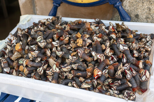 Caja de pescader&iacute;a repleta de marisco percebes en el puerto de Cudillero, Espa&ntilde;a
