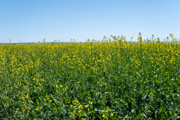 Fototapeta premium Field of colza rapeseed yellow flowers on the blue sky background. Oilseed canola colza