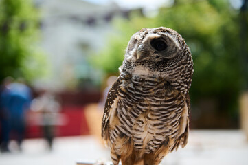 Close-up of a beautiful owl with intricate feather patterns perched outdoors on a bright sunny day