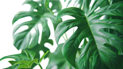 Lush Green Monstera Leaves Captured Under Bright Natural Light in Indoor Setting