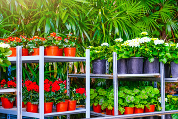 Multicolored begonias, hydrangeas, pelargoniums, violas, pansies flowers in pots for sale. Flowers on racks near greenhouse garden center. Growing seedlings of plants. Flowering plants.