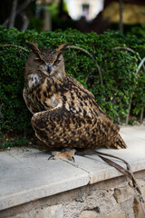 Majestic Eurasian eagle-owl perched in a natural setting with lush greenery