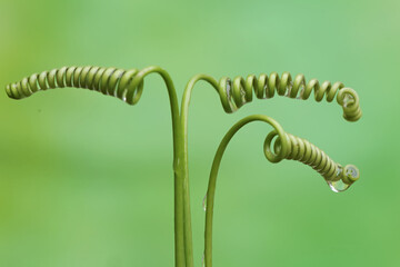 The beauty of the bright green passion fruit vines. This plant, whose fruit is delicious for syrup, has the scientific name Passiflora edulis.