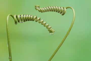 The beauty of the bright green passion fruit vines. This plant, whose fruit is delicious for syrup, has the scientific name Passiflora edulis.