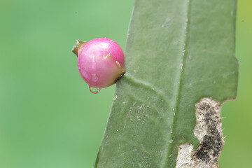 The beauty of the soft pink moon cactus fruit. This plant has the scientific name Epiphyllum oxypetalum.