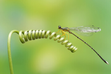 A yellow featherleg is resting on the vine of a wild plant. This insect has the scientific name Copera marginipes.