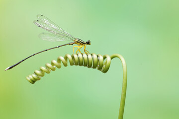 A yellow featherleg is resting on the vine of a wild plant. This insect has the scientific name Copera marginipes.