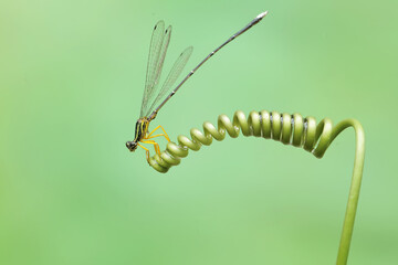 A yellow featherleg is resting on the vine of a wild plant. This insect has the scientific name Copera marginipes.