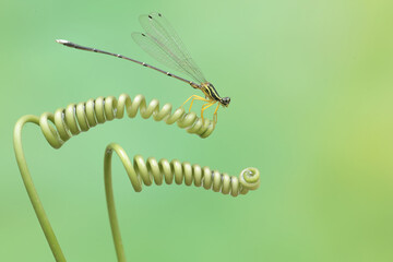 A yellow featherleg is resting on the vine of a wild plant. This insect has the scientific name Copera marginipes.
