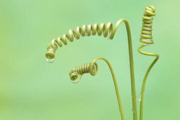 The beauty of the bright green passion fruit vines. This plant, whose fruit is delicious for syrup, has the scientific name Passiflora edulis.